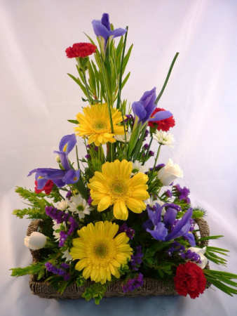 Daisy Trio Arrangement