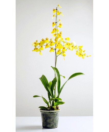 Dancing Lady Orchid Plants