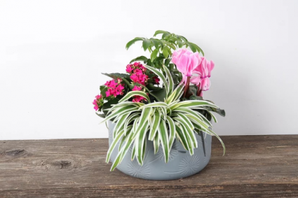 Mom's Secret Garden Tropical planter