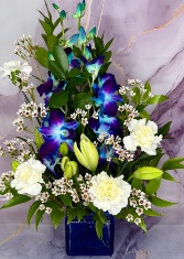 Daring dendros Dendro orchids