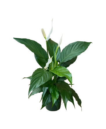Dark Grey Peace Lily  House Plant in Newmarket, ON | FLOWERS 'N THINGS FLOWER & GIFT SHOP