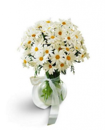 Darling Daisies