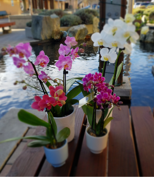 Darling Phalaenopsis Petite Orchid in ceramic