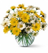 Dashing Daisies
