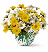 Dashing Daisies  Fresh arrangenment