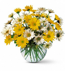 Dashing Daisies  Fresh arrangenment