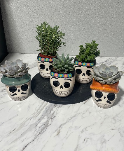 Sugar Skull Succulents 