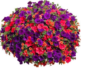 DAY TO REMEMBER MIX PETUNIA HANGING BASKET