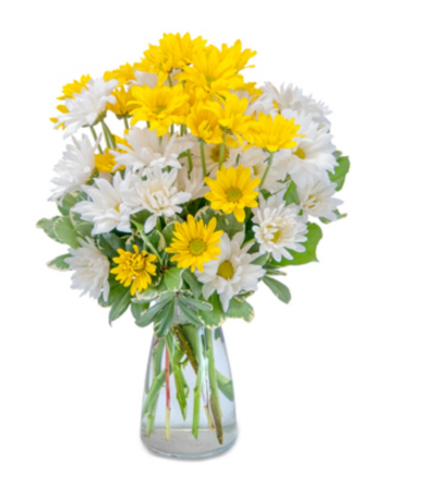 Dazed Daisies Summer