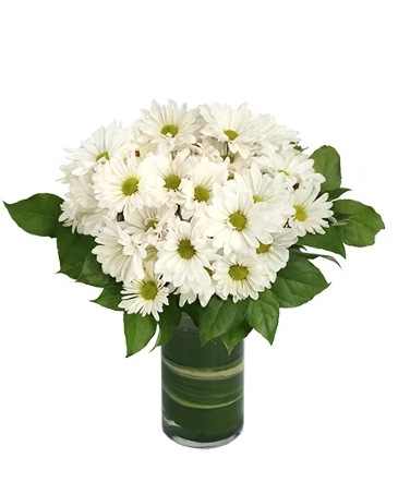 Dazzling Daisy Poms Flower Arrangement  in Florence, TX | White Orchid Floral