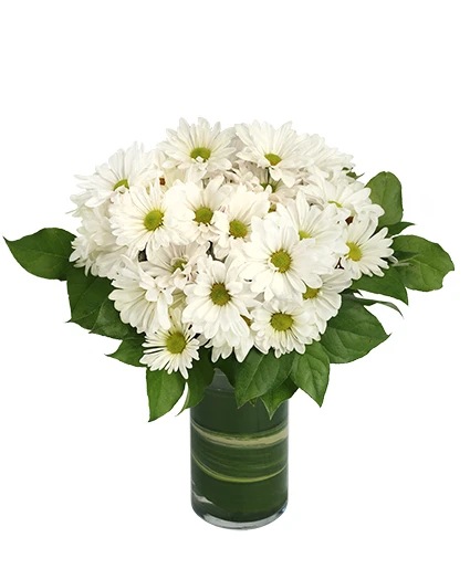 Dazzling Daisy Poms Flower Arrangement 