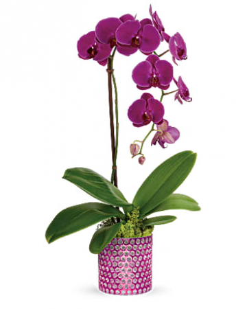 Dazzling Orchid