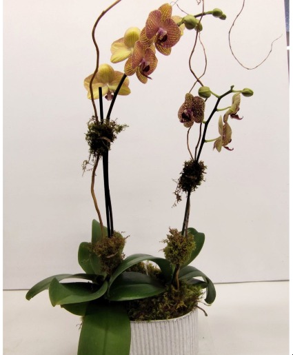 Dbl Orchid in Oval Ceramic Pot 