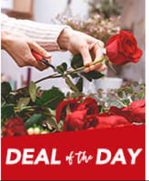 Deal Of The Day 