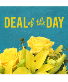 Deal of the Day Designer's Choice Bouquet 