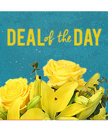 Deal of the Day Designer's Choice