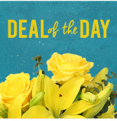 Deal of the Day Designer's Choice
