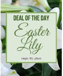 Deal of the Day Easter Lily Arrangement