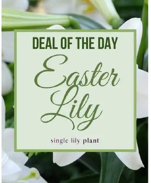 Deal of the Day Easter Lily Plant Plant