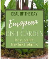 Deal Of The Day - European Dish Garden Arrangement
