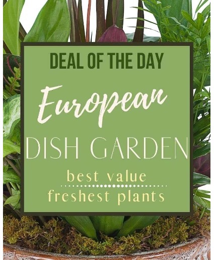 Deal Of The Day - European Dish Garden Arrangement