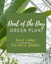 Deal of the Day - Green Plant Arrangement