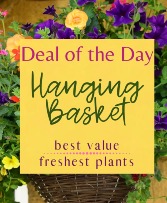 Deal of the Day - Hanging Basket 