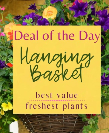 Deal of the Day - Hanging Basket  in Aberdeen, SD | THE BOSTON FERN