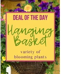 Deal of the Day - Hanging Basket Arrangement