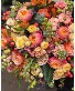 Deal of the day in fall season  Designers choice 