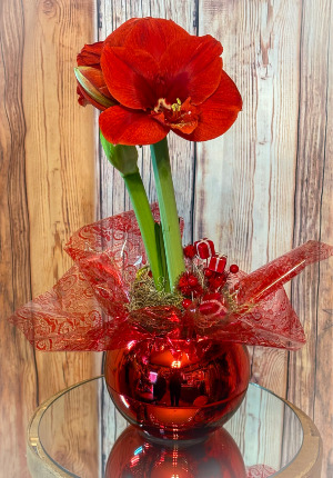 "Deck the Halls" Amaryllis Plant Plant 