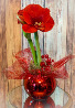 "Deck the Halls" Amaryllis Plant Plant 