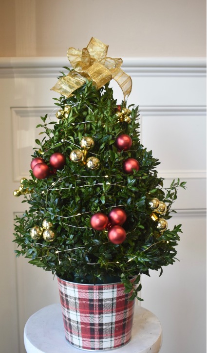 Decorated Boxwood Tree With Lights