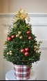 Decorated Boxwood Tree With Lights