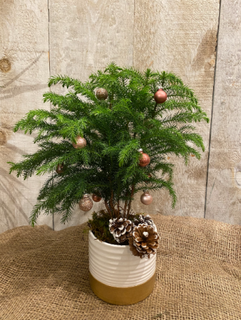 Decorated Norfolk Pine Plant 