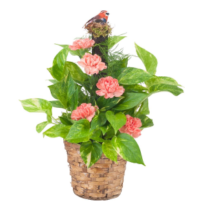 Decorated Pothos Pole Plant in Winston Salem, NC | RAE'S NORTH POINT FLORIST INC. Decorated Pothos Pole Plant in Winston Salem, NC | RAE'S NORTH POINT FLORIST INC.