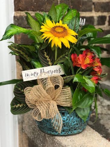 Decorative Dish Garden Plant in Murfreesboro, TN | Veda's Flowers & Gifts