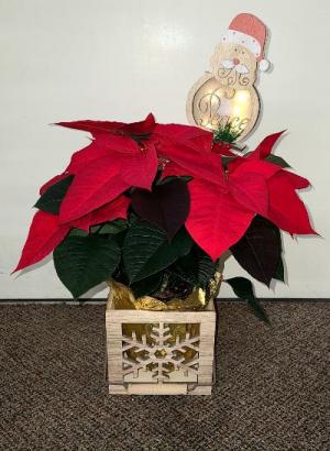 Decorative Festive Poinsettia FHF-C73 Plant in Keepsake Container 