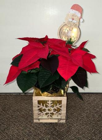 Decorative Festive Poinsettia FHF-C73 Plant in Keepsake Container
