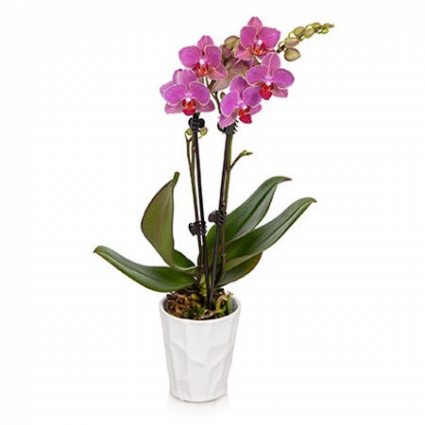 Decorative Orchid Potted Plant