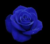 Deep Blue Roses