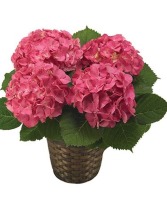 Deep Pink Hydrangea  Plant