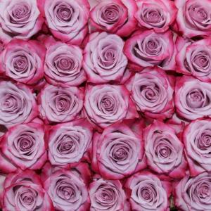 Deep Purple Roses