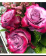 Deep Purple Roses  Cello Wrap or Vase Arrangement