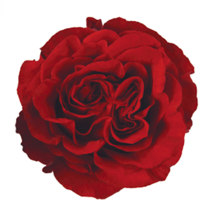 Deep Red Dozen Roses
