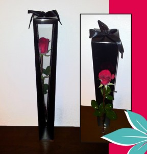 Deeply Devoted Rose