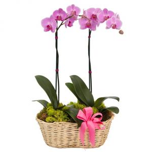 Delicate Deluxe Orchid Basket 