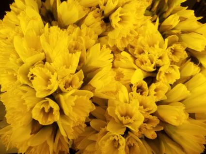 Delightful Daffodils Fresh flower arrangement