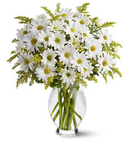 Delightful Daisies