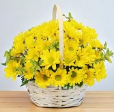 Delightful Smiles Basket Of Daisies